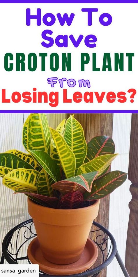 - Croton Plant Care Tips
- Croton Plant Care Winter
- How To Care For A Croton Plant
-How To Save Croton Plant
- Croton Plant Problems
- Croton Plant Diseases
"Croton plant care, Drooping croton leaves, Croton leaf problems, Yellowing 
croton leaves, Wilting croton leaves, Croton leaf drop, Troubleshooting 
croton leaves, Reviving croton leaves, Croton leaf maintenance, Restoring 
croton leaves, Croton leaf issues, Caring for croton leaves" Sunny Star Croton Plant Care, Garden Croton, Croton Plant Care, Plant Deficiencies, Croton Plant, Plant Leaves Turning Yellow, Tropical House Plants, Plant Care Tips, Shade House