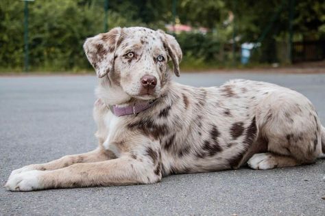 Australian Shepherd Lab Mix Dog, Beagle Australian Shepherd Mix Dogs, Lab Australian Shepherd Mix Dogs, Australian Shepherd Mixed With Lab, Australian Shepherd Poodle Mix, Australian Shepherd Lab Mix, Dalmatian Mix, Dog Infographic, Aussie Mix