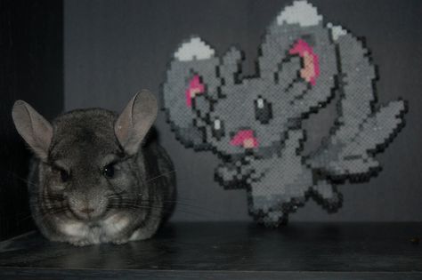 Chinchilla and Minccino by evilpika.deviantart.com on @DeviantArt Perler Art, Chinchillas, Online Game, Perler Bead, Bead Patterns, Hama Beads, Gravity Falls, Perler Beads, Gravity