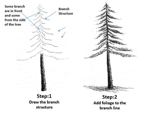 pen and ink tutorial, drawing pine foliage in pen and ink Drawing Pine Trees Pencil, Sketch Pine Tree, Draw Pine Trees, Trees Pen Sketch, Pine Tree Pen Drawing, Pine Tree Ink Drawing, Trees Drawing Tutorial, Ink Tutorial, Plants Drawing