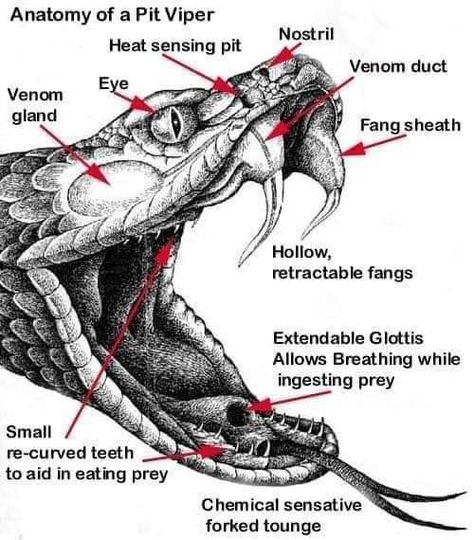 'Basic anatomy of a venomous snake, such as a copperhead.'THE COPPERHEAD DEN Muscle Diagram, Snake Drawing, Mouth Drawing, Snake Tattoo Design, Pit Viper, Cobra Snake, Snake Venom, Snake Art, Beautiful Snakes