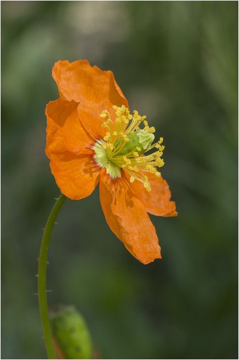 Fire Poppy, Fire Fairy, Park Hill, Perennial Shrubs, Ornamental Plants, San Luis Obispo, Perennial Plants, Poppy Flower, Yellow Flowers