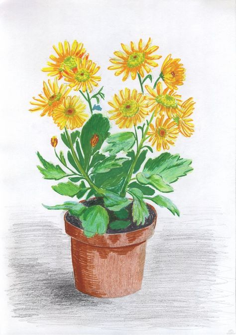 #flowers #flower #yellow #plants #plant #pot #nature #colourpencils #colouredpencils #colorpencils #coloredpencils #felttippen #pencildrawing #drawing #handdrawing #tiredtire Colorpencils Drawing Nature, Pencil Plant, Yellow Plants, Crayon Drawings, Flower Drawings, Marker Paper, Inspiration Painting, Natural Science, Flower Yellow