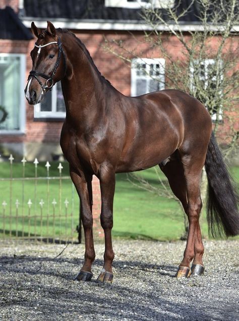 Danish Warmblood, Horse Standing, Horse Riding Aesthetic, Dutch Warmblood, Warmblood Horses, Pony Breeds, Beautiful Horse Pictures, Thoroughbred Horse Racing, Horse Inspiration