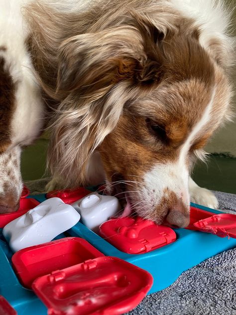 🌺 Enrich your pet's environment with toys, cozy beds, and interactive games. Mental stimulation is just as important as physical exercise. What's your pet's favorite enrichment activity? Share your ideas in the comments! 🏡🐾 #PetEnrichment #HappyHome #Dogpuzzles Slow Feeder Dog, Homemade Bone Broth, All Types Of Dogs, Snuffle Mat, Food Cat, Dog Enrichment, Food Dog, Dog Puzzles, Slow Feeder