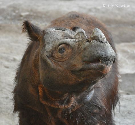 Sumatran Rhinoceros, Sumatran Rhino, Save The Rhino, Baby Rhino, Cincinnati Zoo, Interesting Animals, Extinct Animals, Unusual Animals, Rare Animals