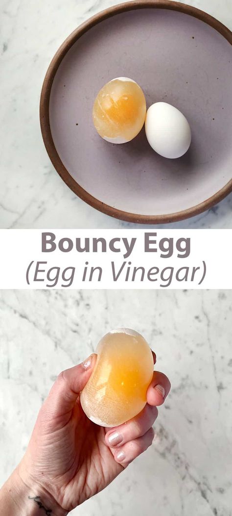 Bouncy Egg Experiment - Childhood Magic Egg Science Experiment For Kids, Egg In Vinegar Experiment, Bouncy Egg Experiment, Egg In Vinegar, Kids Science Experiment, Egg Experiment, Bouncy Egg, Egg Experiments, Science Experiment For Kids