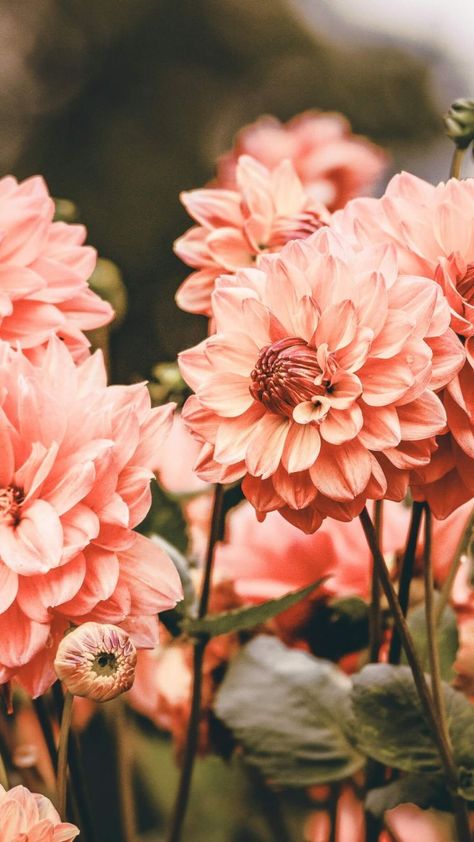 Dhalia Aesthetic, Pretty Backgrounds, Flower Phone Wallpaper, Beautiful Nature Wallpaper, Cute Backgrounds, Flower Backgrounds, Flowers Nature, Nature Wallpaper, Aesthetic Iphone Wallpaper