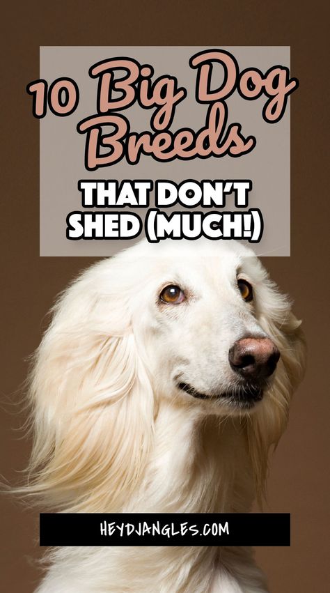 Looking for no-shed big dog breeds? From the modelesque Afghan Hound to the lovable Poodle, check out 10 big dogs that don’t shed (much), right here! #bigdog #hypoallergenic #noshed Dogs Breeds Large, Dog Shedding Remedies, Low Shedding Dog Breeds, Non Shedding Dog Breeds, Low Shedding Dogs, Best Family Dogs, Dog Breeds That Dont Shed, Non Shedding Dogs, Low Maintenance Pets