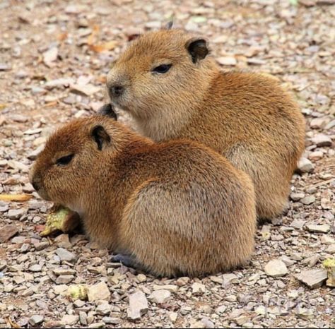 Drawing Capybara, Capybara Drawing, Capybara Pet, Baby Capybara, Cute Capybara, Cute Small Animals, Animals Cute, Pretty Animals, Silly Animals