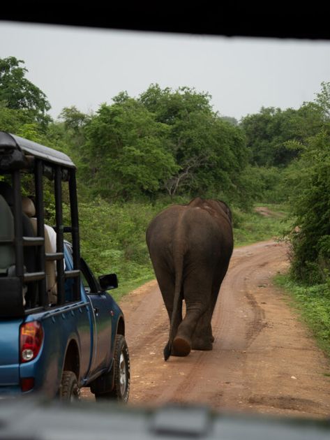 Udawalawe National Park safari in Sri Lanka - how to organize it and what to expect | Travel and Keep Fit by Alex Jaskolowska Sri Lanka Elephants, Sri Lanka Safari, Sri Lanka Travel Photography, Sri Lanka Aesthetic, Sri Lankan Elephant, Travel 2025, 2025 Vibes, Catchment Area, Wild Elephant