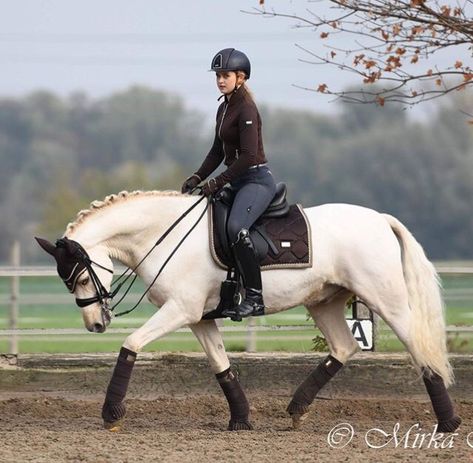 Dresagge Horse, Pony Dressage, Horse Riding Dressage, Dressage Horses Photography, Therapy Dogs Breeds, Equestrian Aesthetic Dressage, Lusitano Dressage, Equestrian Aesthetic Show Jumping, Valegro Horse Dressage