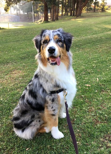 Australian Collie, Bernice Mountain Dog, Australian Shepherd Colors, Pretty Puppy, Executive Lounge, Puppy Dog Pictures, Australian Shepherd Puppies, Aussie Dogs, Border Collie Puppies