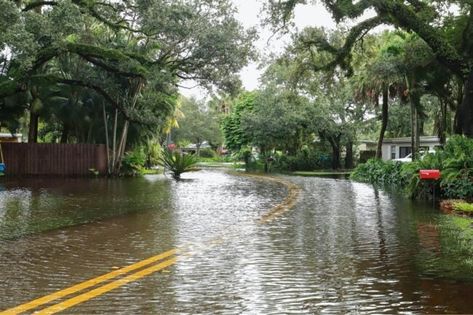 New data suggests that adding these features can make your home more appealing to potential buyers, increase its value, and help it sell more quickly. Drought Resistant Trees, Drought Resistant Landscaping, Flood Barrier, Red Maple Tree, Myrtle Tree, Storm Surge, Flood Insurance, Sea Level Rise, Tropical Storm