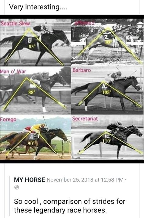 Secretariat Horse, Horse Hacks, Horses Funny, Horse Humor, Horse Ownership, Funny Horse Pictures, Horse Riding Quotes, Faster Horses, Famous Horses