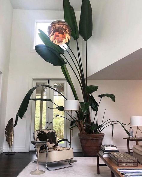 Big Indoor Plants, Bird Of Paradise Plant, Deco House, Plant Goals, Dekor Diy, Design Salon, Big Plants, Deco Boheme, Monstera Plant