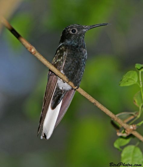 BirdPhotos.com - Black Jacobin (Florisuga fusca) Black Hummingbird, Cardinal Flower, Hummingbird Pictures, Diy Bird Feeder, Hummingbird Tattoo, How To Attract Hummingbirds, Humming Bird Feeders, Favorite Animals, Tree Tattoo