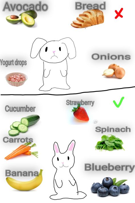 Bunny Types, Rabbit Hacks Diy, Stuff For Bunnies, Bunny Things, How To Hold A Bunny, Bunny Supplies List, Bunny Ideas, Bunny Stuff, Bunny Treats Homemade