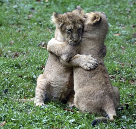 Power Of Hugs, Wonder Pets, Animal Hugs, Lion Cubs, Animal World, Lion Cub, Cold Night, Human Being, Big Hugs