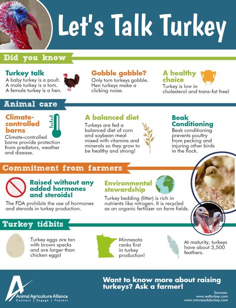 11 Facts about Turkeys! Turkey Farming Ideas, Turkey Symbolism, Turkey Farming, Female Turkey, Turkey Pics, Turkey Facts, Farm Facts, Raising Turkeys, Ag Education