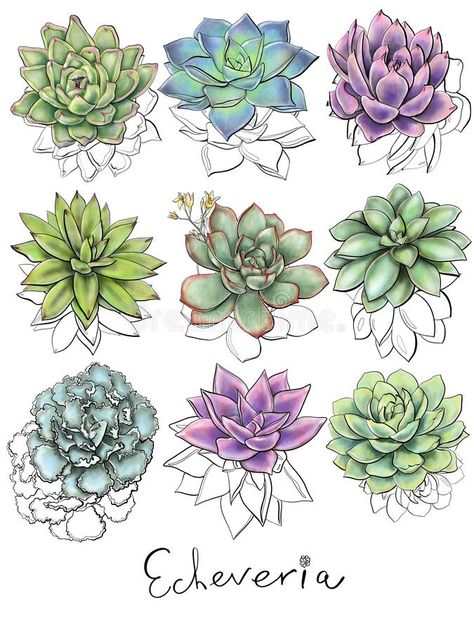 Hand Drawing Sketch, Succulent Names, Succulents Drawing, Greenery Background, Succulent Art, Illustration Procreate, Doodle Ideas, White Illustration, Beads Bracelet Design