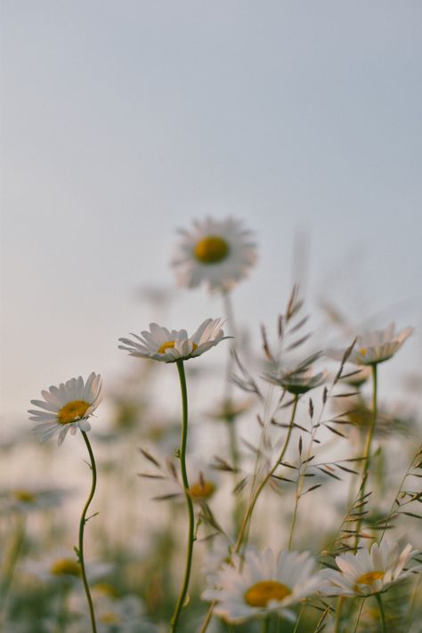 Wild Daisy, Opening An Etsy Shop, Tumbler Photos, Spring Equinox, Summer Time Pictures, Daisy Flowers, Spring Flower, Summer Photography, Flowers Photography