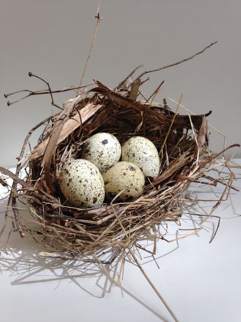 Bird Nest With Eggs, Bird Nests Art, Bird Nest Painting, Bluebird Nest, Birds Eggs, Chickadee Art, Nest Art, Bird Nests, Bird Identification