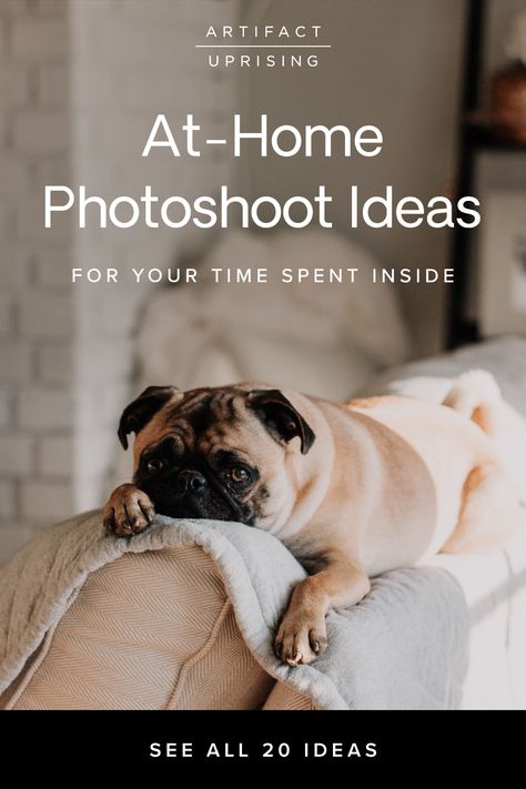 Want to try an at home photoshoot? Here are 20 ideas to capture moments with loved ones and see your own space in a new light. From wall backdrops to pet portraits, this at home photoshoot diy will have you creatively using your camera all afternoon. Pet Photography Business, Dog Photoshoot Pet Photography, Pet Photography Tips, Pet Portraits Photography, House Training Dogs, Dog Smells, Dog Photoshoot, Pet Hacks, Pet Safe