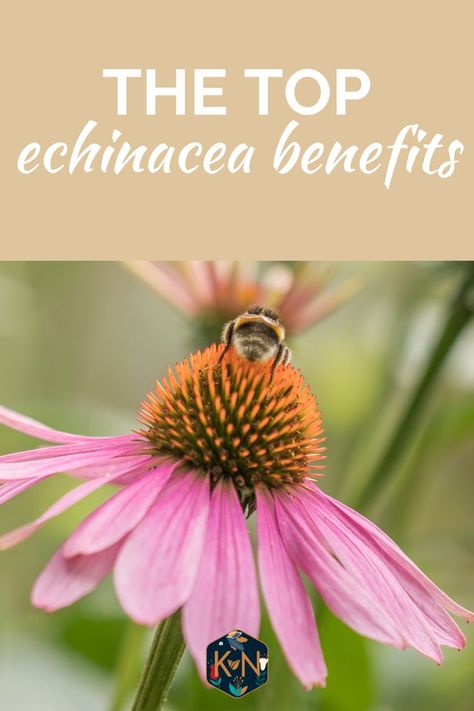 Are you wondering why echinacea is so good for your health? Well, it's because echinacea's benefits are powerful. Find out what they are by reading our blog post. #echinaceabenefits Echinacea Benefits, Laugh More, Astragalus Root, Herbs For Health, Smile More, Good Health, The Energy, You Smile, Improve Yourself