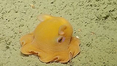 Octopus Gif, Flapjack Octopus, Dumbo Octopus, Strange Animals, Creature Marine, Baby Octopus, Water Animals, Underwater Creatures, 웃긴 사진