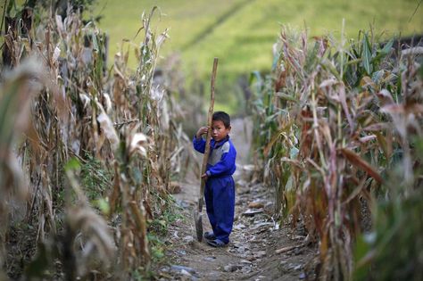 A boy stands in a blighted corn field Sept. 29, 2011 at the Soksa-Ri collective farm in the South Hwanghae Province of North Korea. Photo by Damir Sagolj Food Shortage, Life In North Korea, Poverty And Hunger, Secret Photo, 밈 유머, Nobel Peace Prize, Forced Labor, State Of The Union, North Korean