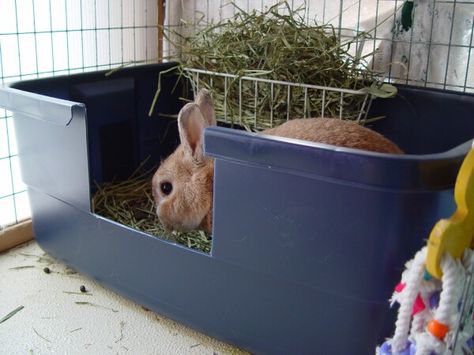 Litter Training Rabbits, Raising Bunnies, Bunny Pet, Rabbit Meat, Rabbit Stuff, Rabbit Enclosure, Rabbit Habitat, Rabbit Litter, Rabbit Litter Box