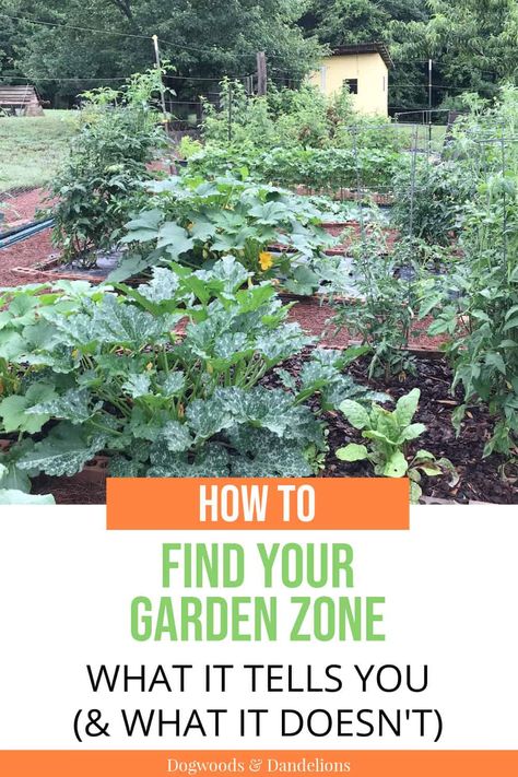 Knowing your garden zone can ensure you choose the best plants for your area. This post explains how to find your gardening zone and what that zone means. #dogwoodsanddandelions #gardening #beginninggardener #backyardgardening Plan A Garden, Garden Tips And Tricks, Gardening In Containers, Plant Hardiness Zone Map, When To Plant Vegetables, Vegetable Gardening Ideas, Winter Crops, Hardiness Zones, Gardening Zones