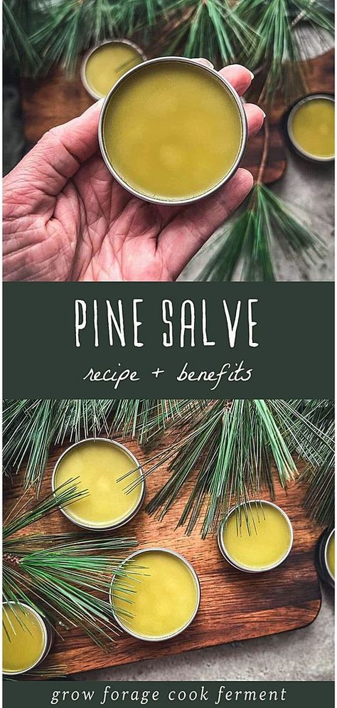 Discover how to make your own Pine Needle Salve, a gem in our Pine Needle Recipes & Wild Food Foraging collection at growforagecookferment.com. This salve, perfect for winter, helps soothe and heal dry, cracked skin while offering the invigorating aroma of a pine forest. Made from pine infused oil, it's a simple, effective herbal remedy that also provides aromatherapy benefits, ideal for moisturizing dry hands and lips. Find more Medicinal Weeds, DIY Natural Products, and DIY Beauty Recipes. Oil For Earache, Pine Salve, Foraging Tips, Earache Relief, Forage Recipes, Herbal Salve Recipes, Ayurveda Medicine, Homemade Salve, Medicinal Weeds