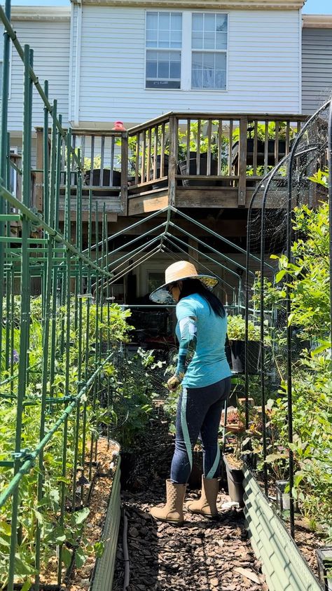 Lannie Armstrong | I use this DIY hoop cover system as a season extender and barrier to protect the garden from frost and pests. During the fall and spring, I… | Instagram Deer Netting, White Moth, Insect Netting, Egg Laying, Gardening Tips, Follow For More, Your Story, Moth, In The Heights