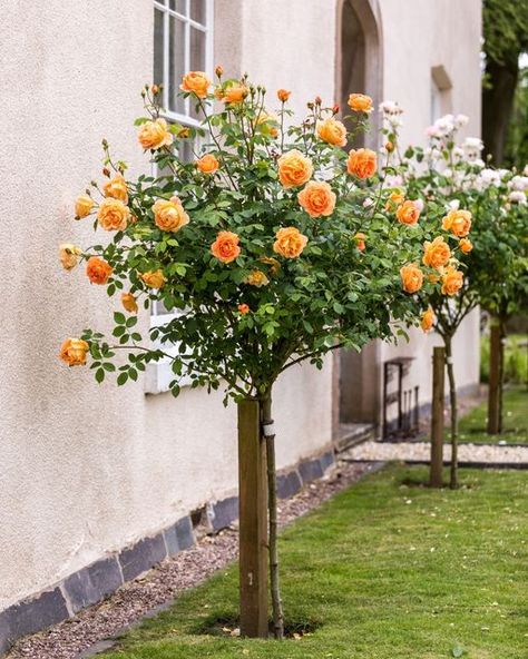 Rose Eustacia Vye, Goddess Temple, Sky Goddess, 100 Orange Roses, Sorbus Autumn Spire, Lady Of Shalott, Tree Rose, Apple Scent, Yellow Orange Roses