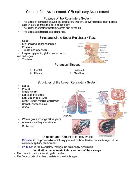 Nursing Respiratory Assessment, Respiratory System Diseases, Respiratory Assessment Nursing, Respiratory Therapist Notes, Respiratory System Notes, Medical Herbalism, Respiratory Assessment, Respiratory Therapy Notes, Respiratory Medicine