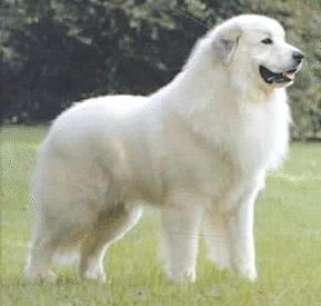 Great Pyrenees. They are members of the working group. They are great protectors of sheep. They stand at 25-32 inches at the shoulder and weigh about 80-120 pounds. Family Dogs Breeds, Pyrenees Puppies, Great Pyrenees Puppy, Pyrenean Mountain Dog, Protective Dogs, Great Pyrenees Dog, Anatolian Shepherd, Terra Nova, Dream Dog