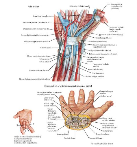 Flexor Tendons, Arteries, and Nerves at Wrist Anatomy   Palmaris longus tendon, Median nerve, Radial artery, Flexor carpi radialis tendon... Palmaris Longus, Radial Artery, Wrist Anatomy, Limb Anatomy, Carpal Tunnel Exercises, Nerve Anatomy, Ulnar Nerve, Hand Anatomy, Median Nerve