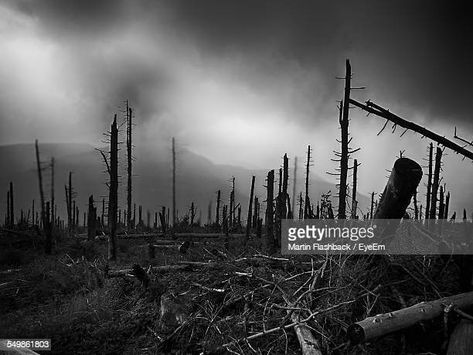 Burnt Forest, Dnd Places, Trees Illustration, 3d Diorama, Ww2 Propaganda, Tattoos Mandala, Burnt Wood, Art Help, Cloudy Sky