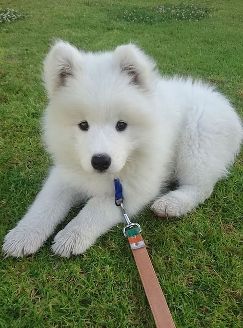 Samoyed Puppy, Samoyed Dogs, White Dog, Cute Dogs And Puppies, Welsh Corgi, Cute Animal Pictures, Baby Dogs, Cute Little Animals