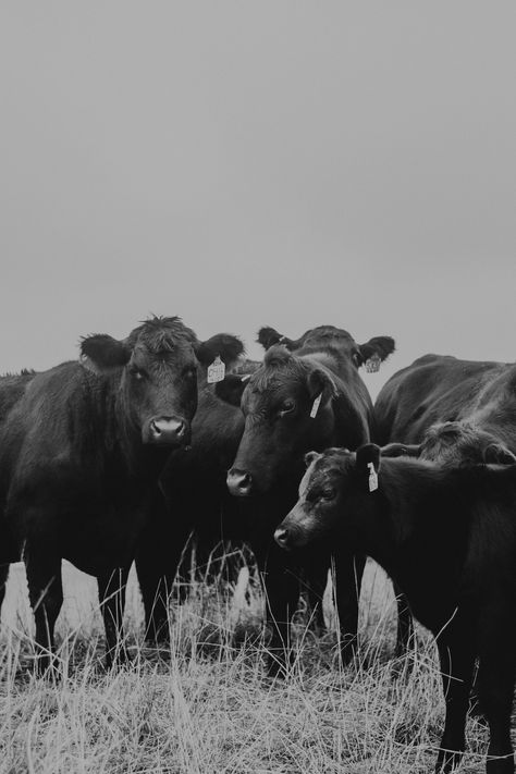 Ranch Photography, Angus Cattle, Cow Print Wallpaper, Cattle Ranch, Western Artwork, Show Cattle, Cattle Ranching, Western Aesthetic, Cow Art