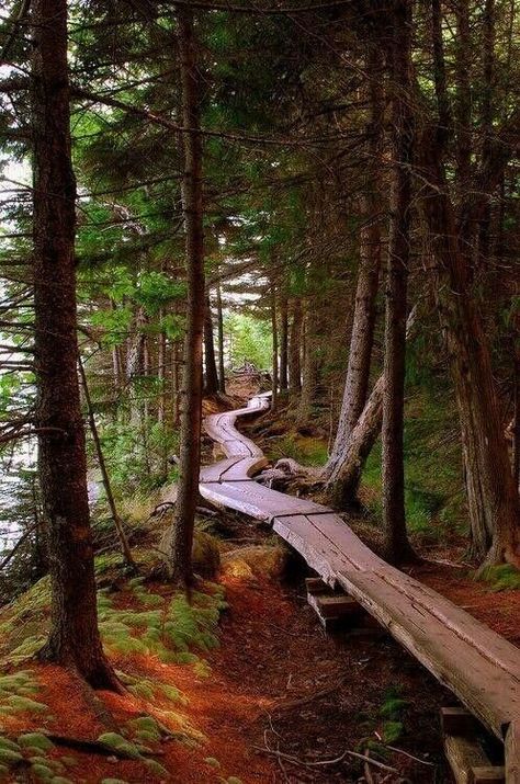 Astoria, Oregon - Pixdaus                                                                                                                                                                                 Mais Antonio Machado, Bike Trail, Oregon Trail, Oregon Travel, Bike Trails, In The Woods, Vacation Spots, The Great Outdoors, Mountain Biking