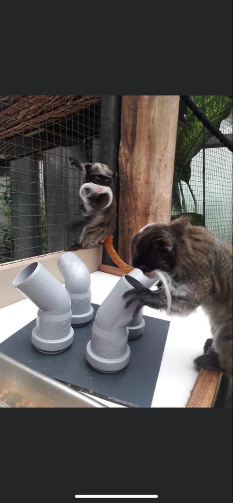 Spider Monkey Enrichment, Lemur Enrichment Ideas, Monkey Enrichment Ideas, Zoo Animal Enrichment, Animal Enrichment Ideas, Raccoon Enrichment, Lemur Enrichment, Monkey Enrichment, Primate Enrichment