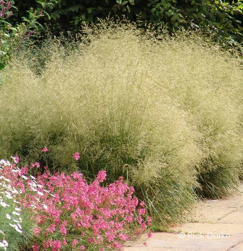 Deschampsia cespitosa 'Goldtau' - Gold Dew Tufted Hair Grass Deschampsia Goldtau, Crinkled Hair, Deschampsia Cespitosa, Nursery Plant, Nursery Plants, Plum Colour, Perennial Grasses, Ornamental Grass, Fountain Grass