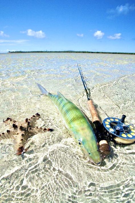 Fly Fishing Pictures, Bone Fish, Pesca In Mare, Fishing Photos, Salt Water Fish, Fishing Photography, Saltwater Flies, Fishing Pictures, Deep Sea Fishing