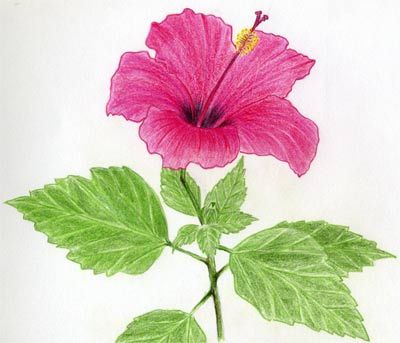 Hibiscus Flowers Drawing Tutorial Manga Animals, Hibiscus Drawing, Hibiscus Flower Drawing, Simple Flower Drawing, Easy Flower Drawings, Pencil Drawings Of Flowers, Flower Drawing Tutorials, Flowers Drawing, Flower Art Drawing