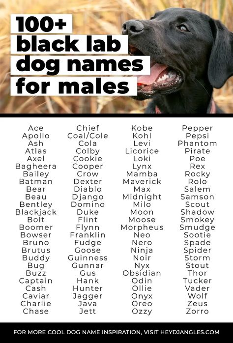 From Ace, Ozzy, and Jett, to Cash, Guinness, Shadow, and more, check out 100 adorable black Lab names for your male black Lab puppy right here! Labrador Retriever Names, Black Dog Names, Black Lab Names, Car Names, Labrador Names, Black Lab Puppy, Black Labrador Puppy, Boy Dog Names, Bulldog Names