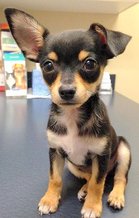 Pinscher 0, Black And Brown Chihuahua, Pincher Dog, Min Pins, Cutee Animals, Dog Mixes, Very Cute Dogs, Puppies And Kitties, Cute Chihuahua