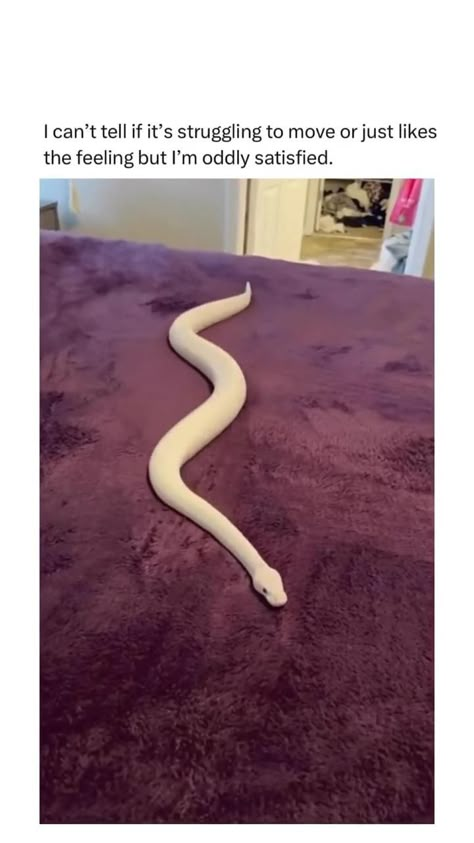 iHerb Discount Code FGR9272 Pet Snakes, Cute Snakes, Danger Noodle, Pretty Snakes, Ball Pythons, Dream Pet, Cute Reptiles, Pet Snake, Cute Snake